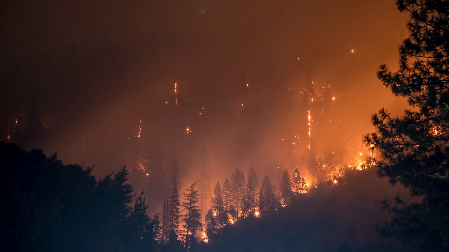 L’importanza della riforestazione per l’ecosistema